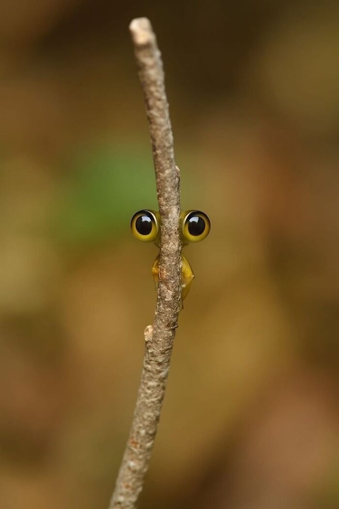 Funny animal photos: A tiny creature with large, round eyes peeking from behind a twig.