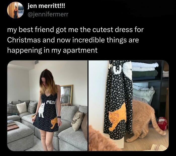 50 Cat Memes That Perfectly Capture Why Living With Cats Is Equal Parts Chaos And Comedy