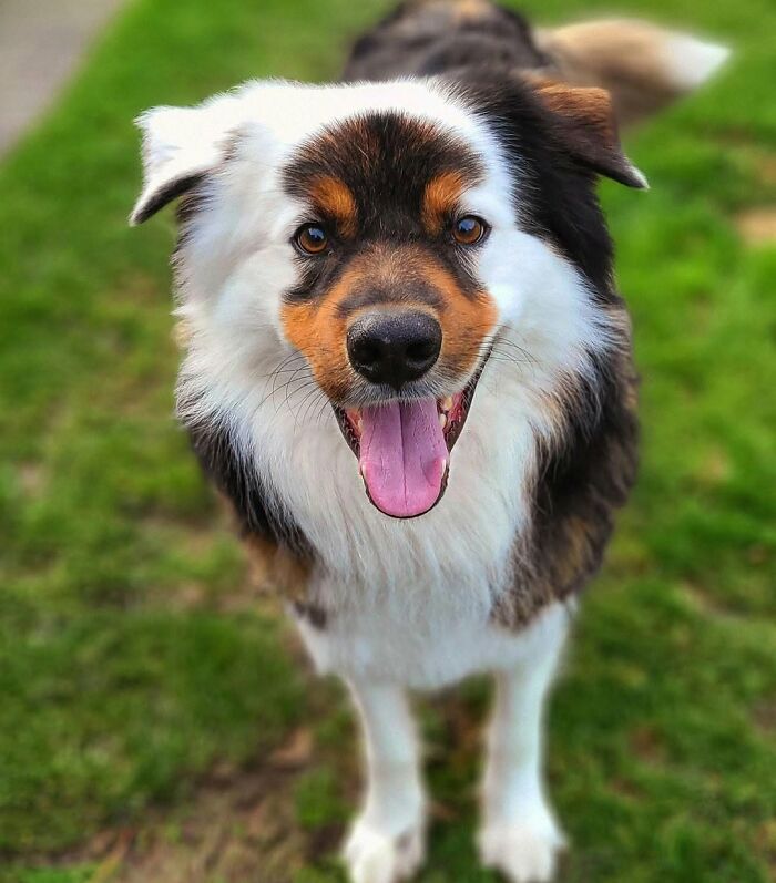 These 40 Adorable Dogs Are Exactly What You Need To Start Your Week With A Smile