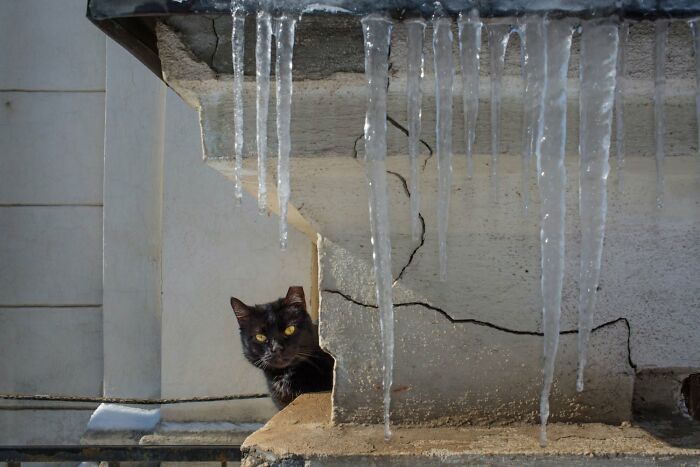 A street photographer captures a serendipitous moment: a black cat peeking from behind a concrete structure with icicles.
