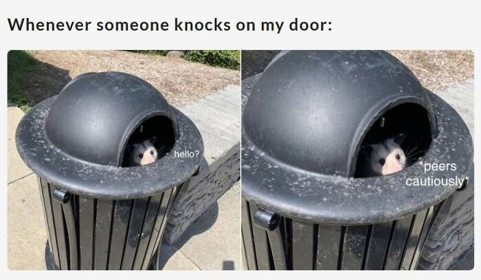 This Facebook Page Shares The Funniest And Cutest Animal Memes On The Internet, And Here Are 50 Of The Best Ones