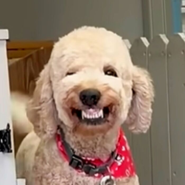 A cute and funny dog, a light brown poodle, grins widely with a red bandana around its neck.