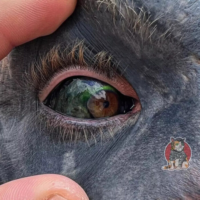 A close-up of a Black Alien man's green and brown eye with heavy modifications around it. A close-up of a Black Alien man's green and brown eye with heavy modifications around it.