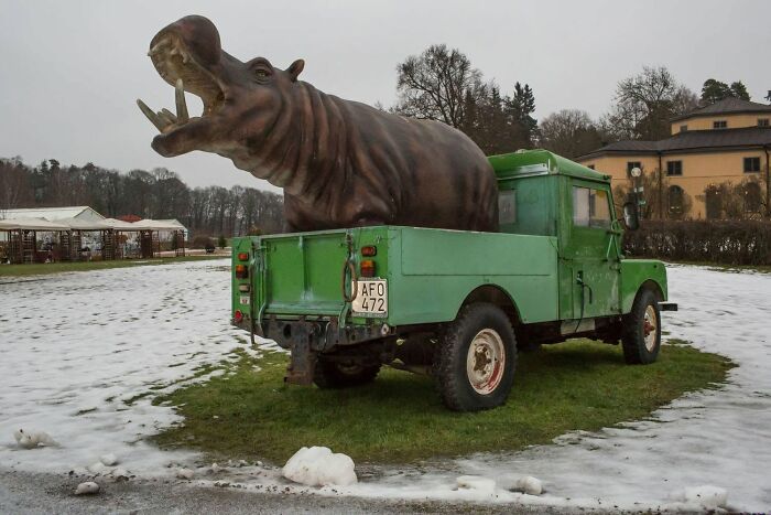 A street photographer captures a serendipitous moment: a large hippo statue in the back of a green truck.