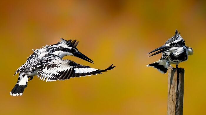A photographer captures two colorful birds of India in action, one perched and one flying, against a yellow background.
