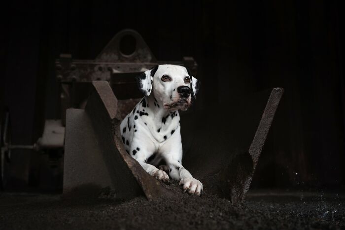 Domestic Animals Category, Nominee: "Spots In Steel" By Denise Strauch