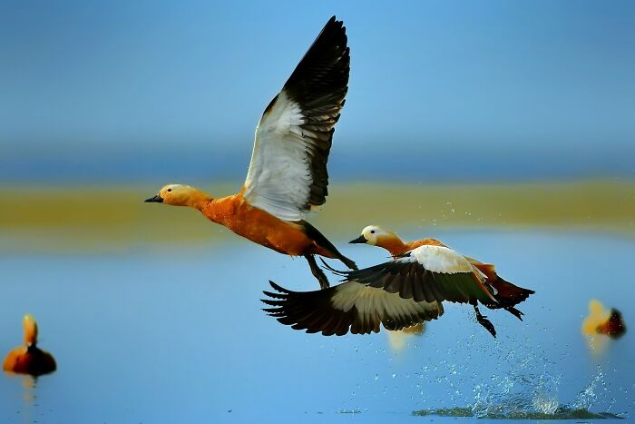 Two colorful birds of India, ruddy shelducks, take flight over water, showcasing their vibrant plumage in action.