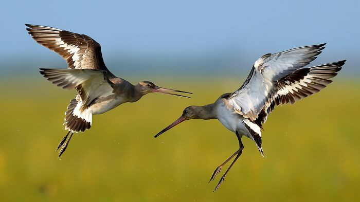 Two colorful birds of India, Black-tailed Godwits, in mid-air with outstretched wings and long beaks.