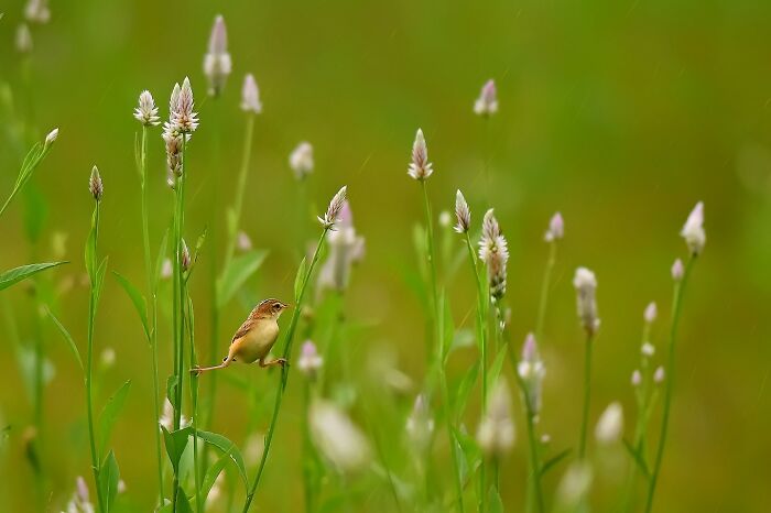 A small, colorful bird of India perched on a slender plant stem among wildflowers, illustrating the diverse birds of India.