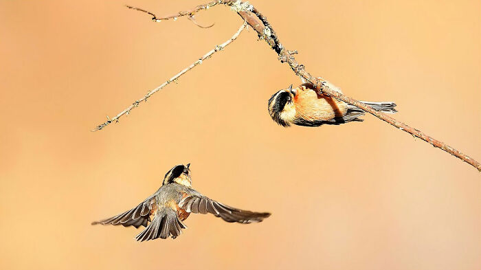 Two colorful birds of India in action, one flying towards the other hanging upside down from a branch.