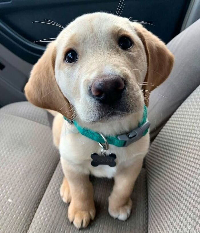 These 40 Adorable Dogs Are Exactly What You Need To Start Your Week With A Smile