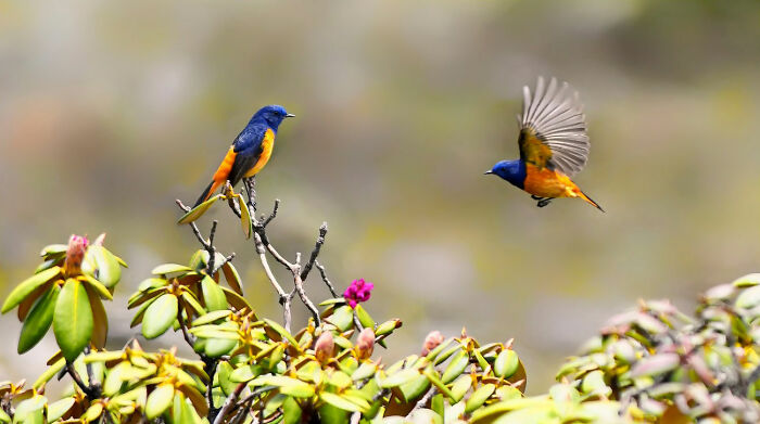 A vibrant shot of colorful birds of India with one bird perched on a branch while another takes flight.