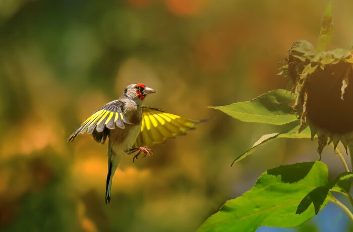 A colorful bird in flight, showcasing the vibrant birds of India.
