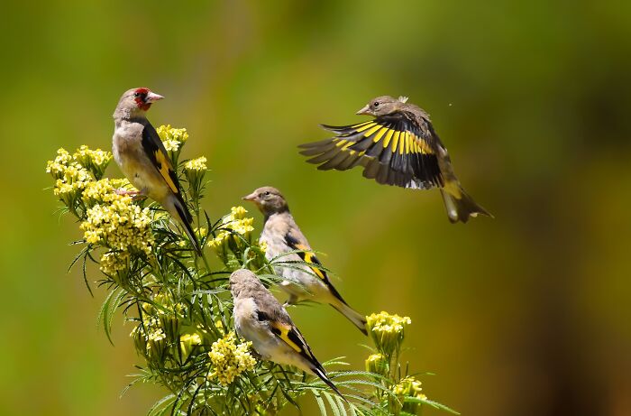 Captivating image of colorful birds of India perched on a plant with vibrant yellow flowers, one bird in flight.
