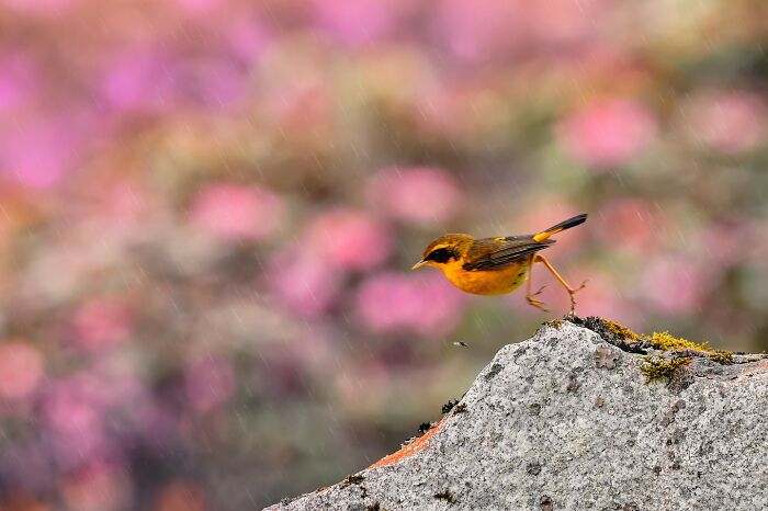 A vibrant, colorful bird of India hopping on a rock with a pink floral background, depicting birds of India in action.