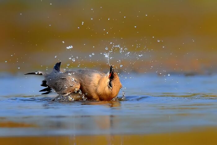 A photographer captures a colorful bird of India in action, splashing in the water, creating droplets all around it.