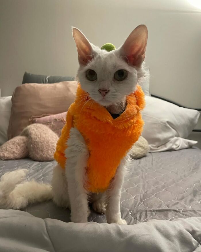 A Devon Rex cat sits on a bed, wearing a fluffy orange vest, a cute moment for its Instagram.
