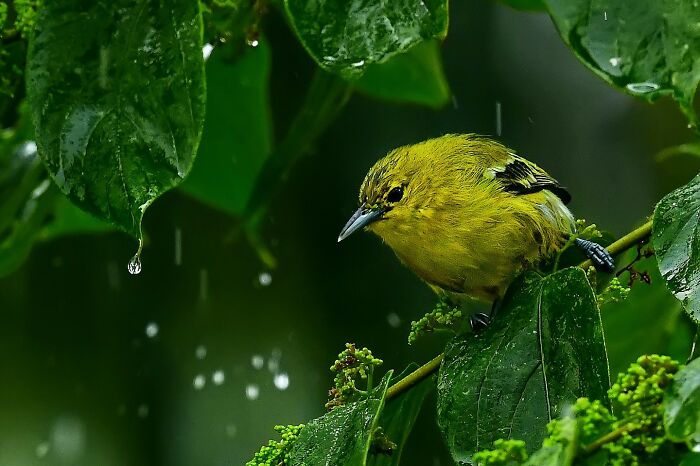 A bright yellow, colorful bird of India perched on a branch amidst green leaves and raindrops, highlighting the beautiful birds of India.