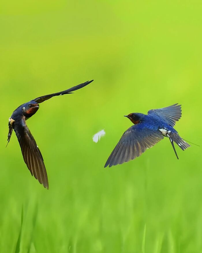 Two colorful birds of India in mid-air with a feather between them, capturing the birds of India in action.