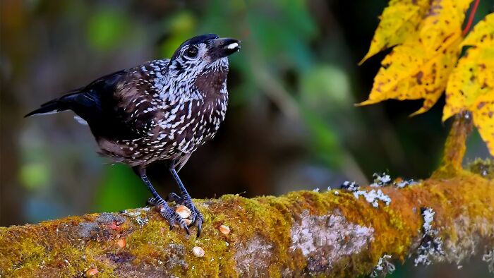 A photographer captures a colorful bird of India in action, perched on a mossy branch with a nut in its beak.