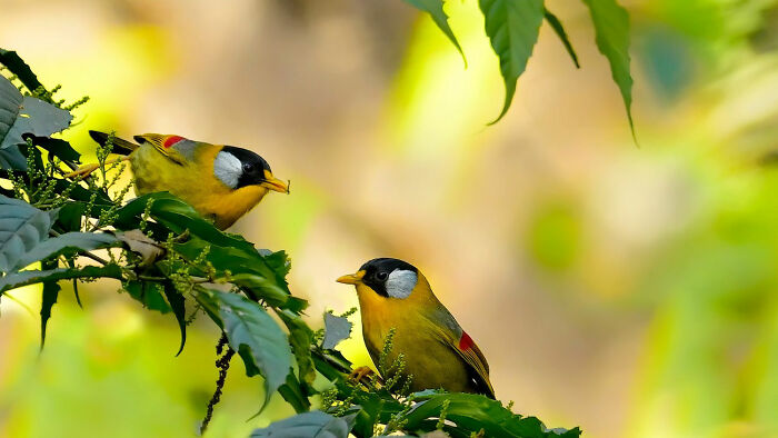 Two colorful birds of India with yellow and black heads perched on a green branch, in action.