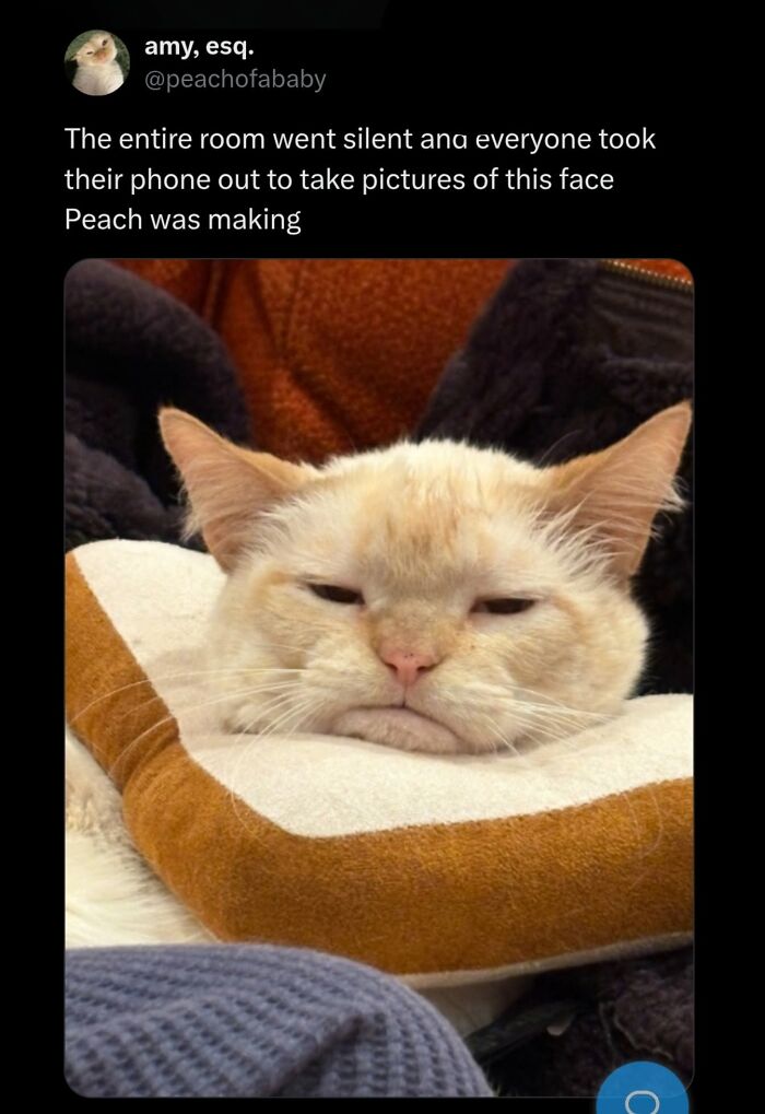 50 Cat Memes That Perfectly Capture Why Living With Cats Is Equal Parts Chaos And Comedy