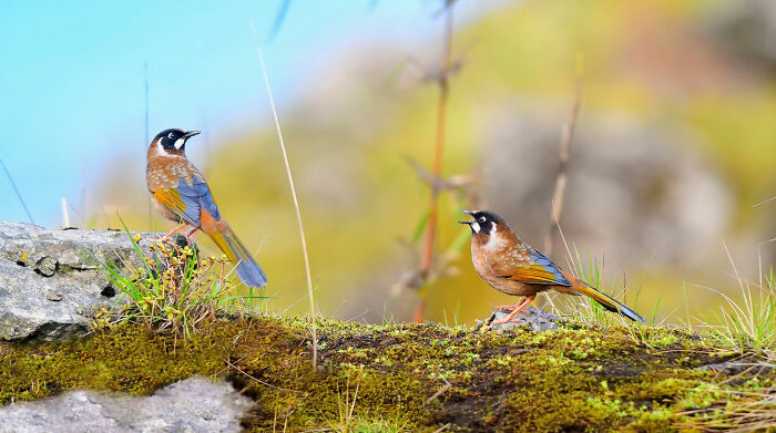 Two colorful birds of India with brown, blue, and black markings perched on a mossy rock, in action.