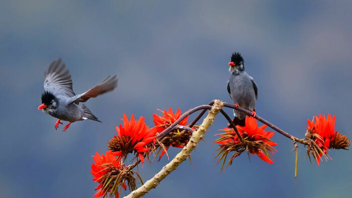 One colorful bird of India with a red beak and black crest perched on a branch, as another flies in action.