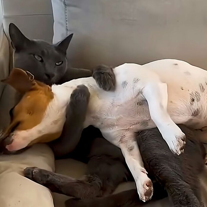A fluffy grey cat is seen spooning a small brown and white dog, both sleeping soundly.