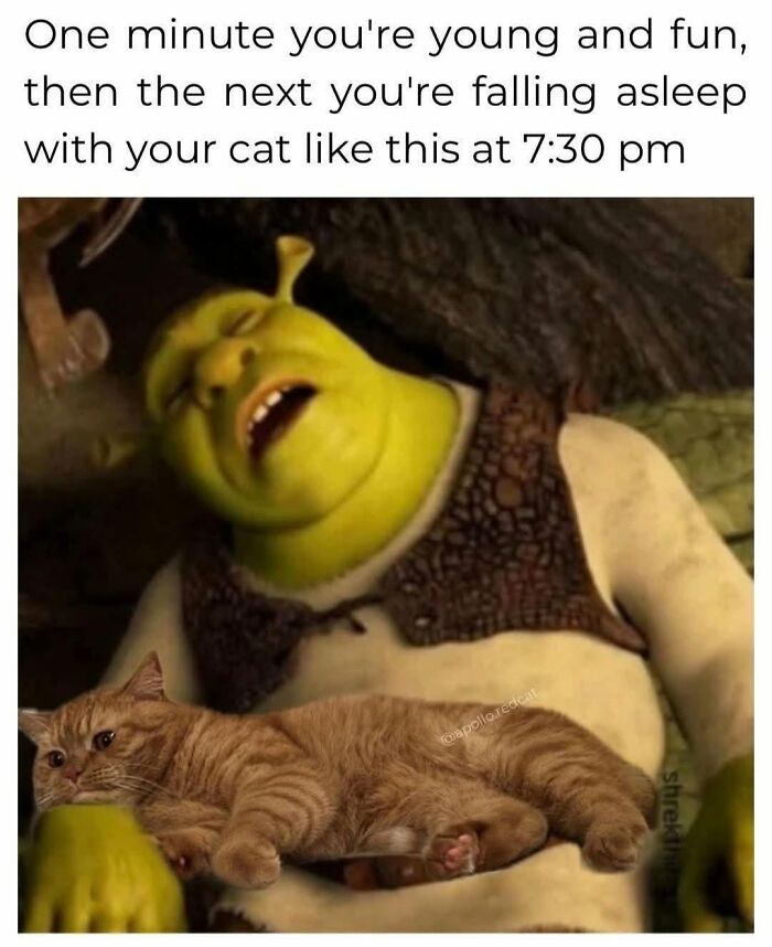 50 Cat Memes That Perfectly Capture Why Living With Cats Is Equal Parts Chaos And Comedy