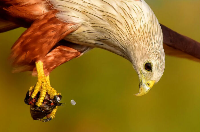 A close-up of colorful birds of India, a Brahminy Kite, clutching its prey with sharp talons.