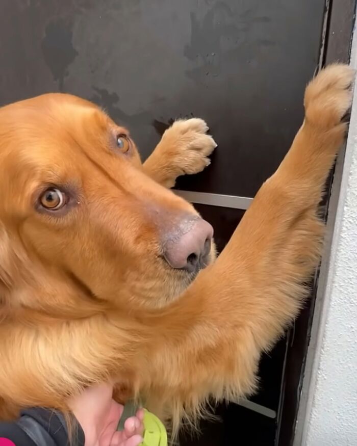 A golden retriever dog with big eyes stands on its hind legs, paws on a door, looking up playfully.