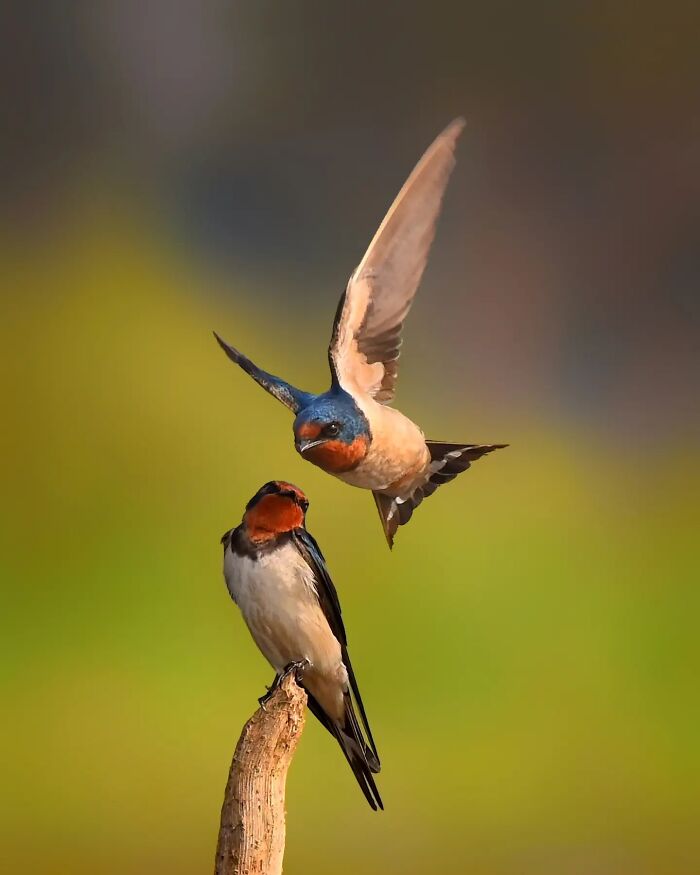 A colorful bird of India in flight above another perched bird, showcasing the vibrant birds of India in action.