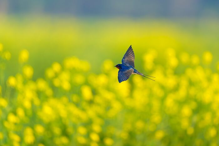Beautiful shot of a colorful bird of India in flight with wings spread, against a vivid out-of-focus background of yellow flowers.