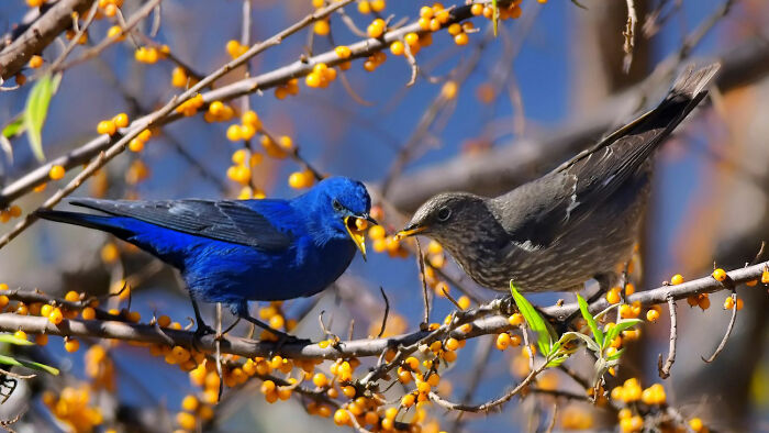 A vibrant blue bird and a brown colorful bird of India perched on a branch filled with orange berries, in action.