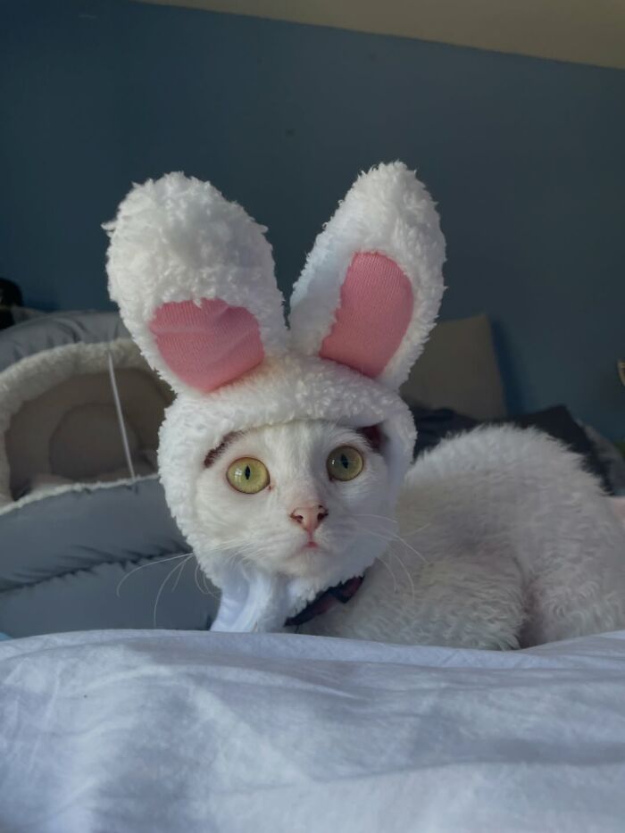 A cute Devon Rex cat with large green eyes wears a fluffy white bunny hat with pink ears, looking curious.