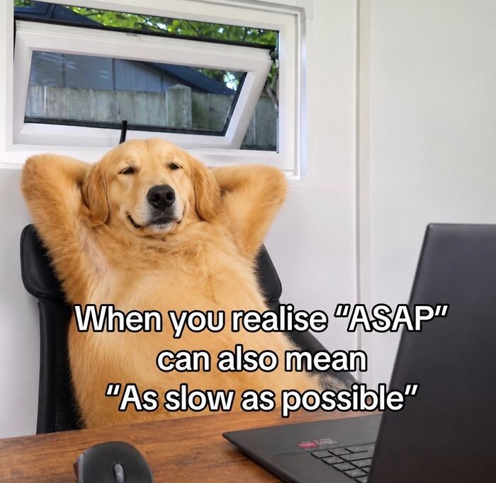 A golden retriever dog meme relaxing at a desk, realizing ASAP can mean as slow as possible to boost morale.