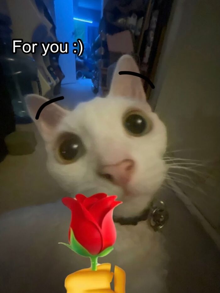 A Devon Rex cat offers a red rose, looking directly at the viewer with wide eyes, captioned For you :).