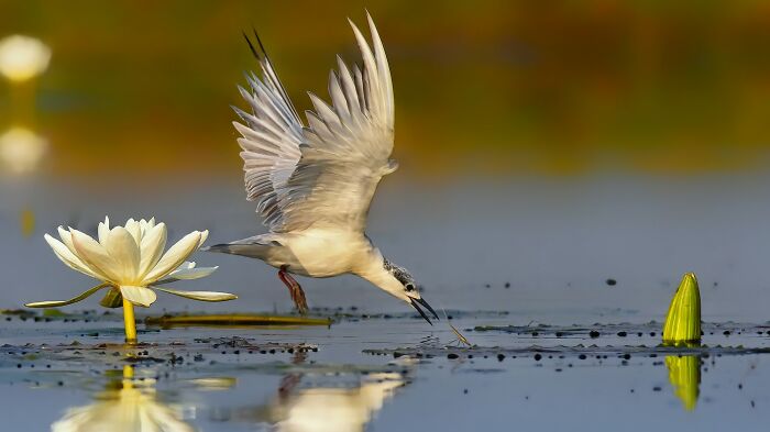 A photographer captures a colorful bird of India in action, catching something from the water near a white lily.