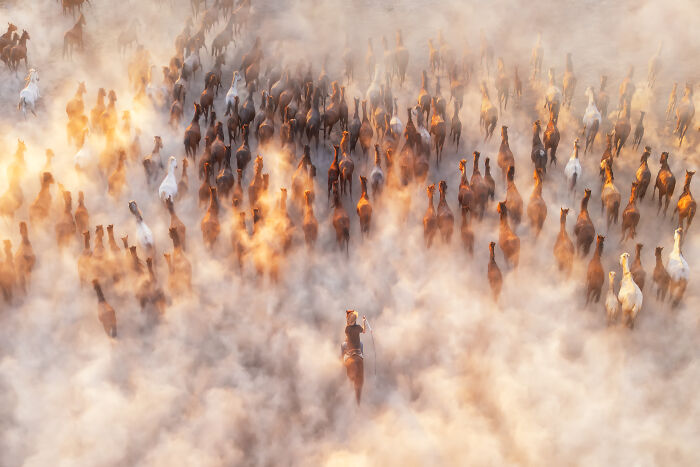 Spectacular Aerial Photographer of the Year photo of wild horses running through a dusty landscape, led by a rider.