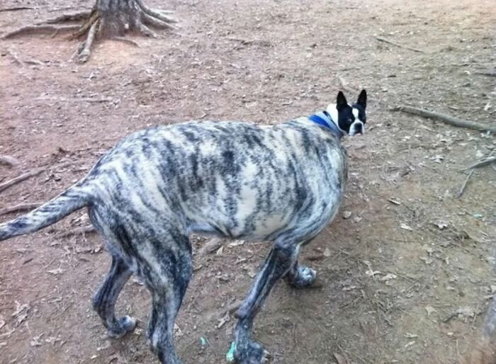 These 40 Adorable Dogs Are Exactly What You Need To Start Your Week With A Smile