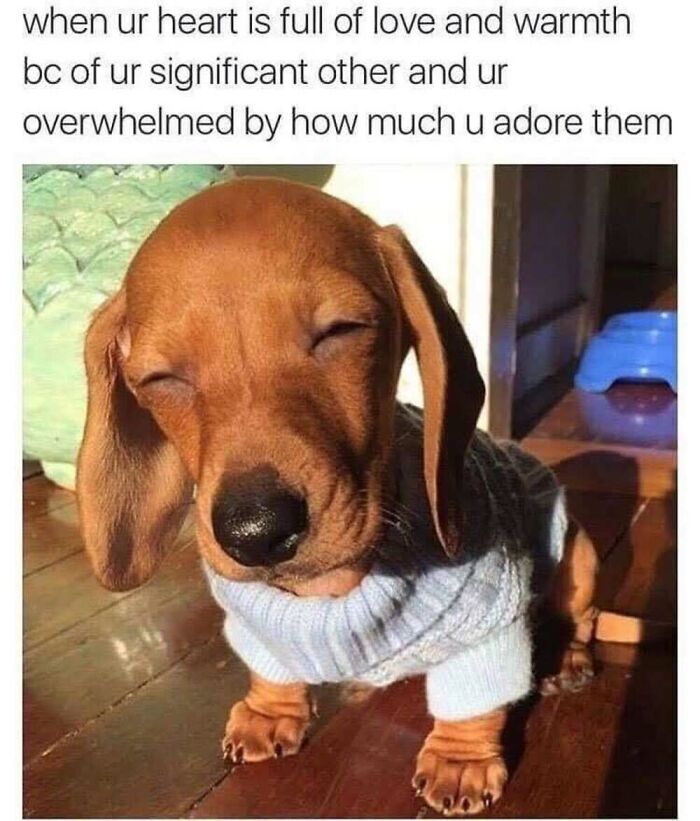 This Facebook Page Shares The Funniest And Cutest Animal Memes On The Internet, And Here Are 50 Of The Best Ones