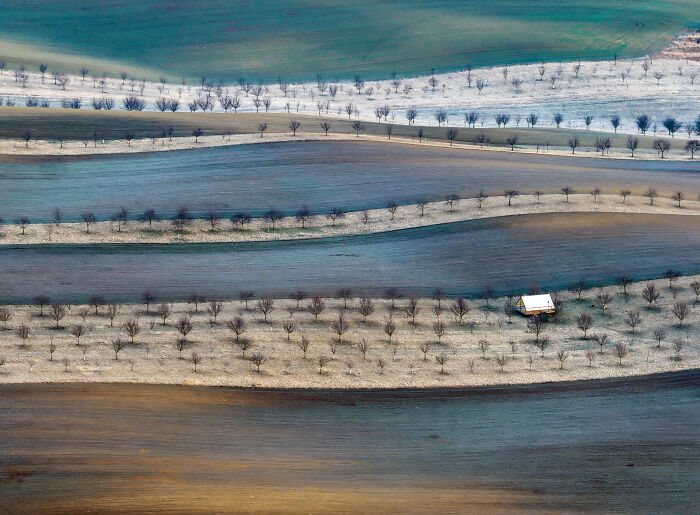 Aerial photographer showcases undulating agricultural fields with rows of trees and a small building in the distance.