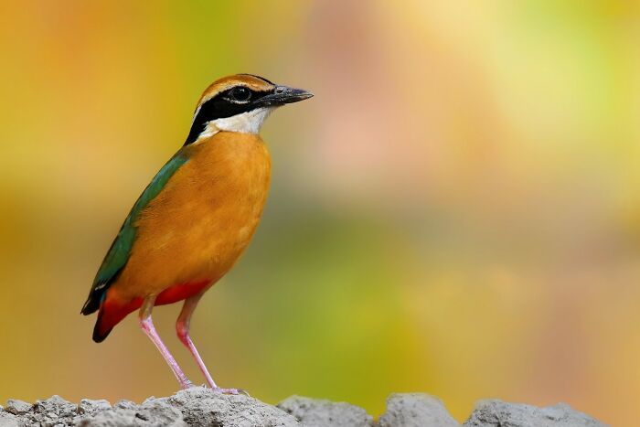 A photographer captures a colorful bird of India in action, with orange, green, and black plumage, standing on rocks.