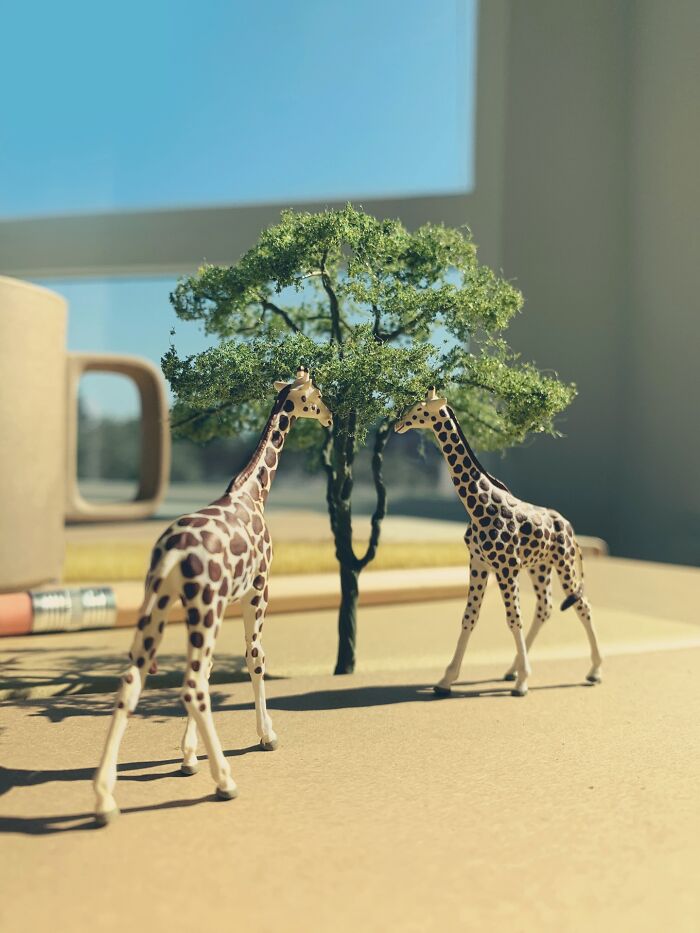 Artist Derrick Lin turns his office desk into intricate diorama sets of two giraffes by a tree.