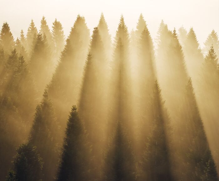 Spectacular aerial photograph of a misty forest with sun rays piercing through, awarded at the Aerial Photographer of the Year competition.