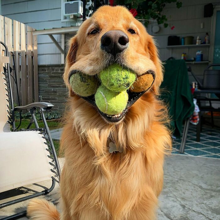 These 40 Adorable Dogs Are Exactly What You Need To Start Your Week With A Smile