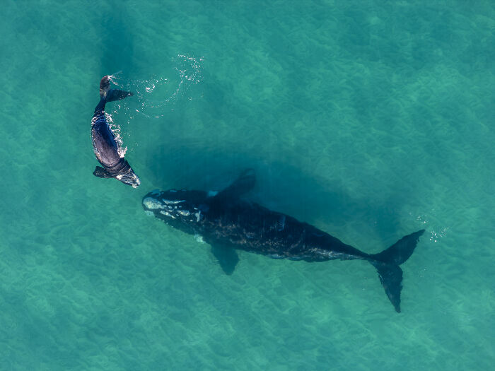 An aerial photographer shows a large whale and its calf swimming in clear turquoise water.