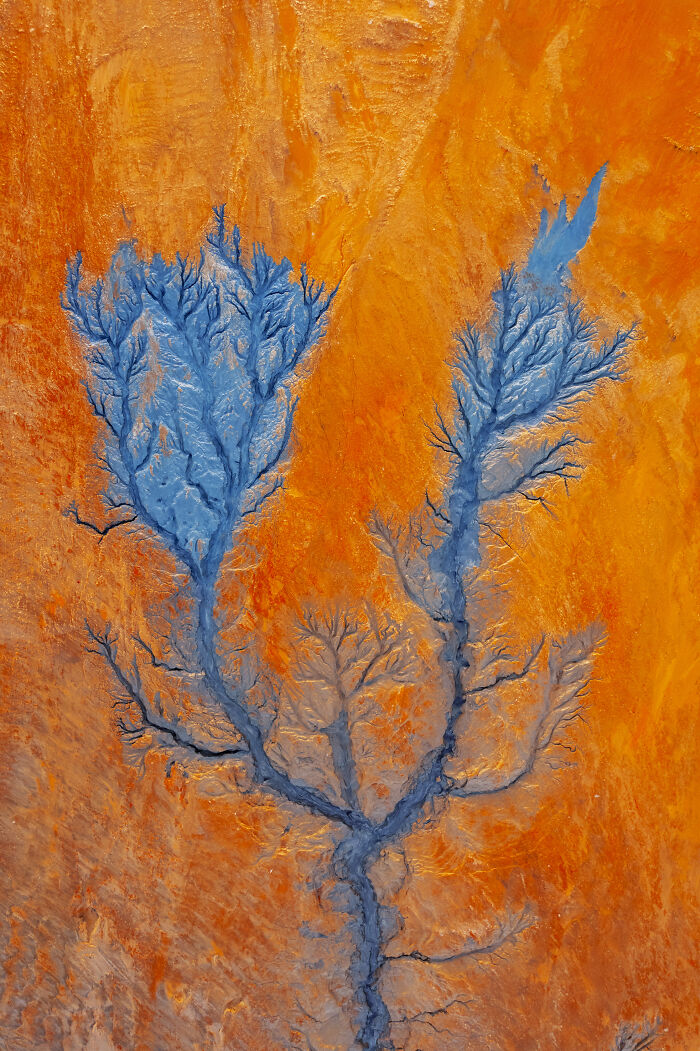 Spectacular aerial photo displaying striking blue, branch-like patterns on an orange landscape, awarded at the Aerial Photographer of the Year competition.