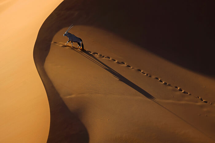 Award-winning Aerial Photographer of the Year image of an oryx walking across a vast sand dune.